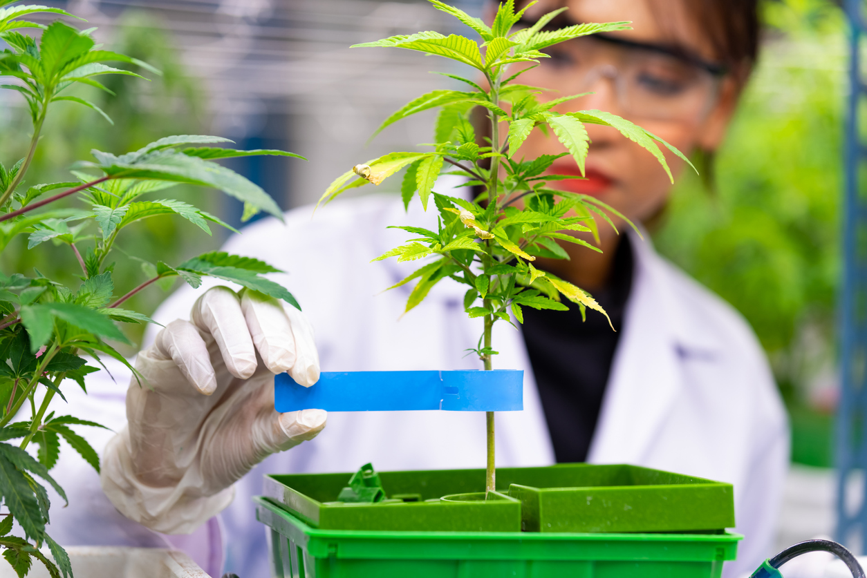 Scientist examining cannabis plant in laboratory