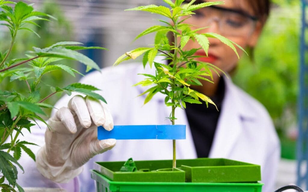 Technician operating hemp extraction equipment in a modern lab.