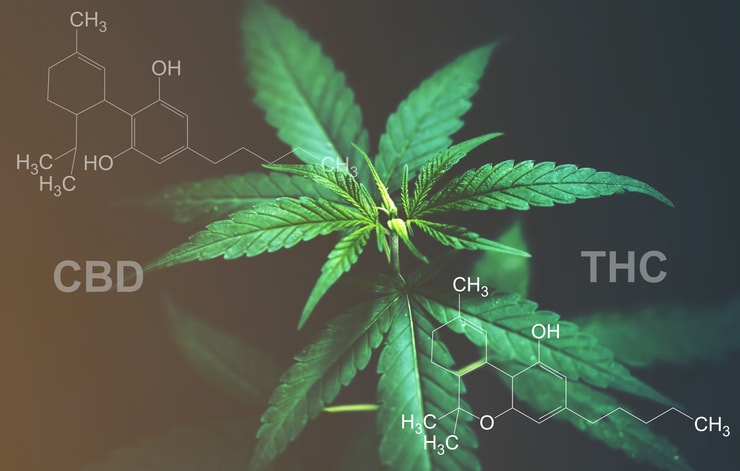 Cannabis leaf with CBD and THC molecular structures.