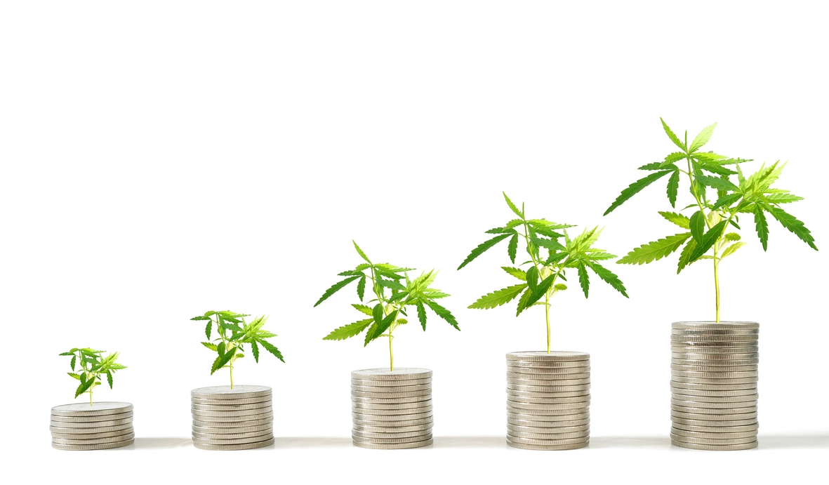 Money stacks with growing cannabis plants