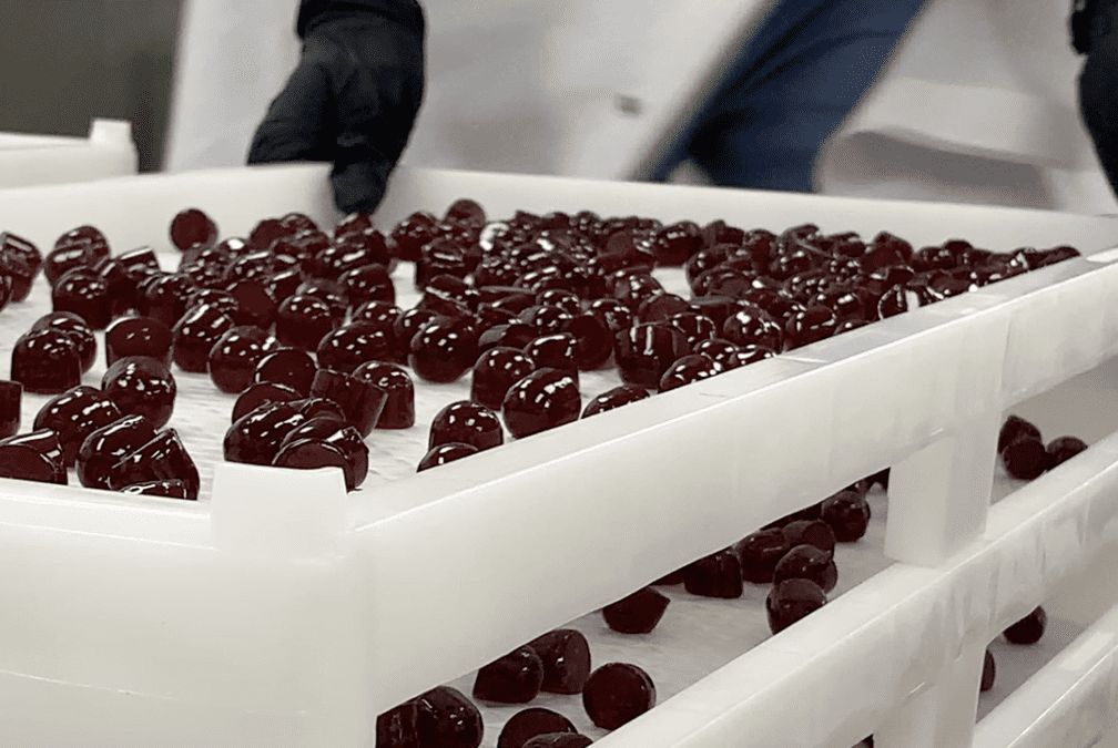 Trays of freshly made gummies